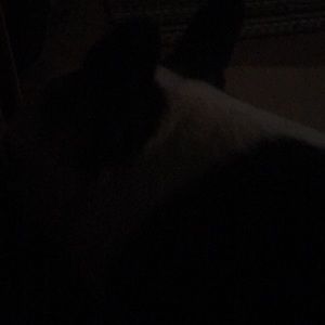 Meet your Posher, Norma